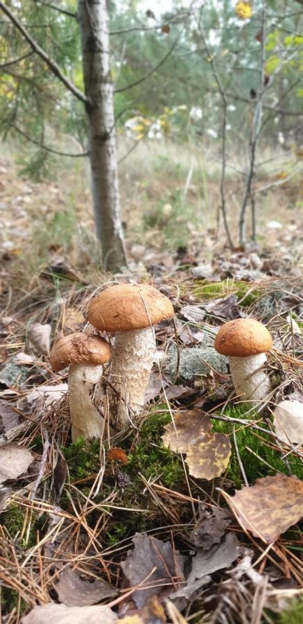 Ferienwohnung Kluge Markische Heide Eksteriør billede